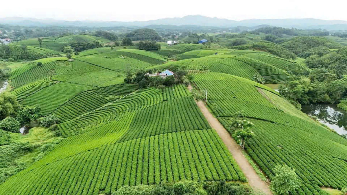 Những đồi chè xanh mướt ở Thái Nguyên được cấp mã số vùng trồng, góp phần truy xuất nguồn gốc và nâng cao giá trị sản phẩm.(Ảnh: Công Luận- Hoàng Tú)