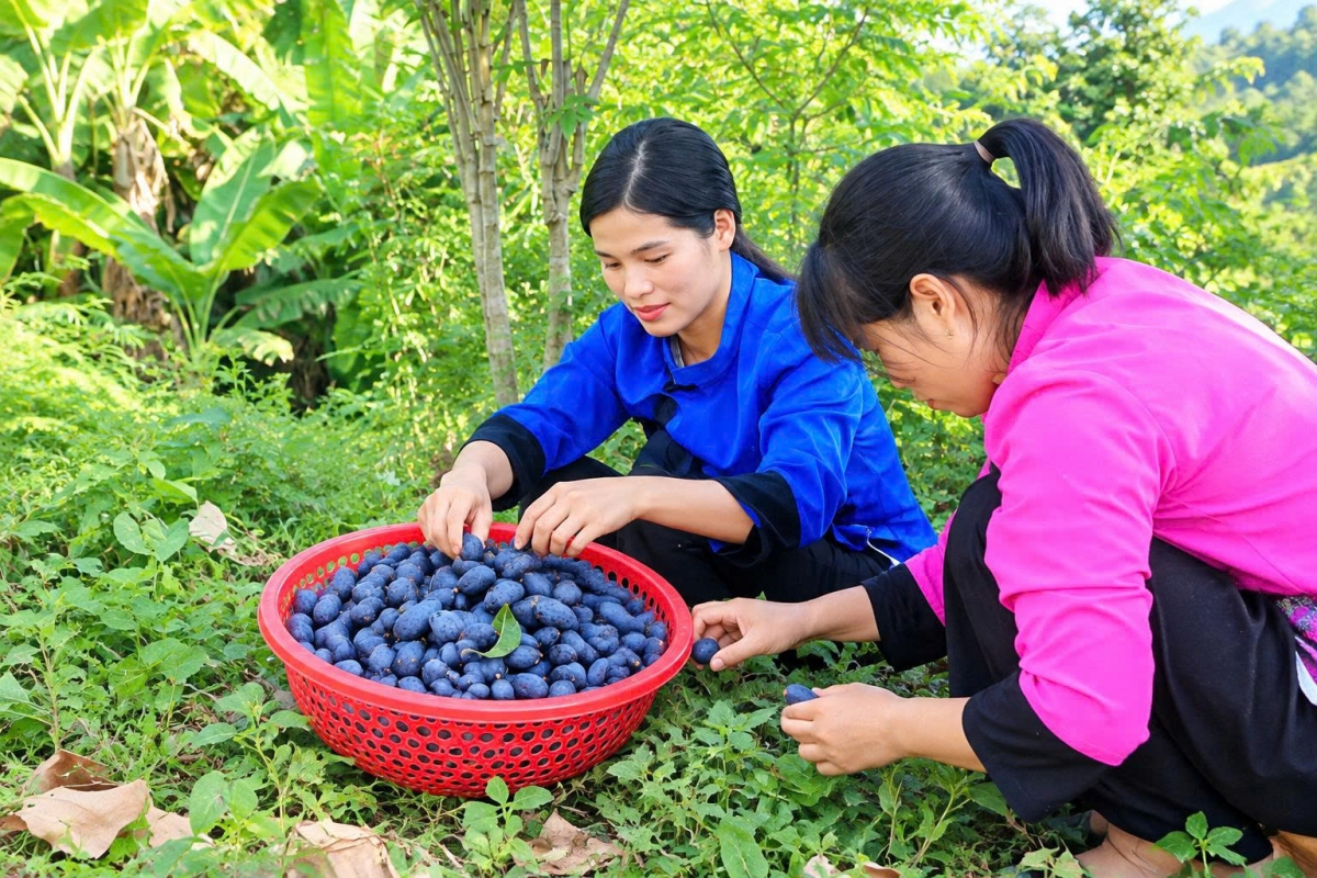 Chị Triệu Thị Lan (áo xanh), thôn Tân Ý, xã Ngân Sơn, tỉnh Thái Nguyên thu hoạch trám đen. (Ảnh: Công Luận)