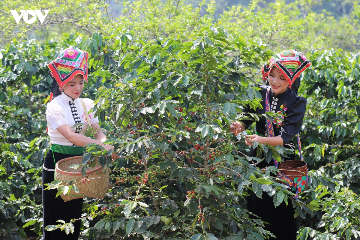 Sơn La đang từng bước phát triển các vùng cà phê đặc sản, sản xuất theo hướng bền vững. (Ảnh: Thanh Thủy)