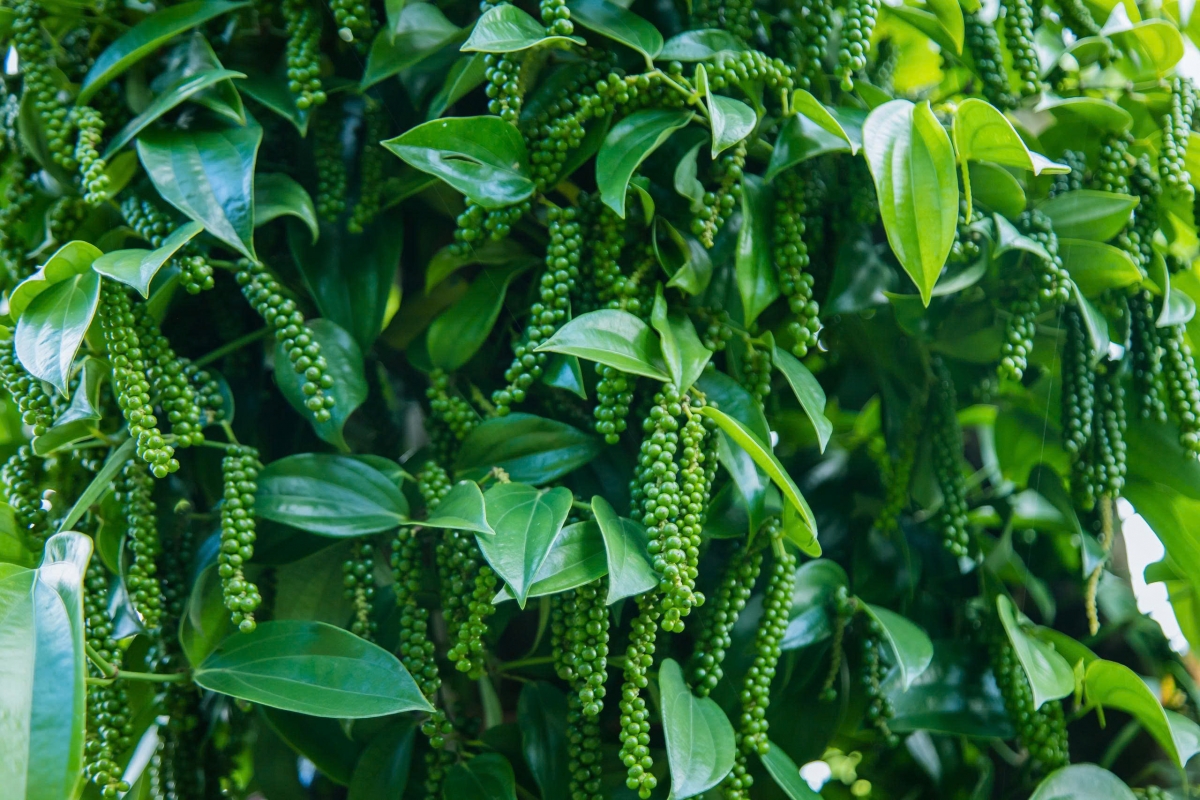 Cây tiêu Tùng Linh sai quả, chống chịu bệnh tốt.(Ảnh: Công Bắc)