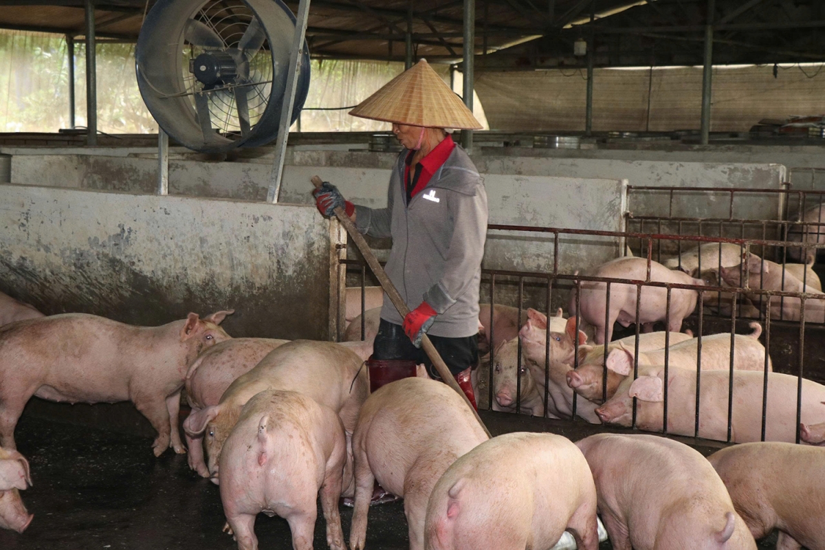 Bà Chung là một trong những điển hình của phong trào “Nông dân thi đua sản xuất, kinh doanh giỏi, đoàn kết giúp nhau làm giàu và giảm nghèo bền vững” ở Cao Bằng. (Ảnh: Duy Thái)