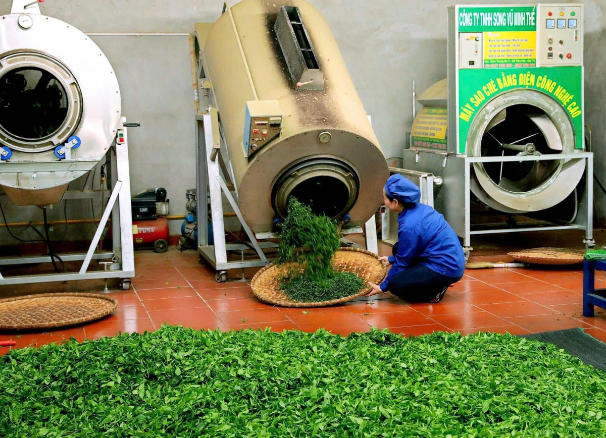 Việc cấp mã số vùng trồng giúp truy xuất nguồn gốc, nâng cao chất lượng và giá trị sản phẩm chè Thái Nguyên.(Ảnh: Công Luận- Hoàng Tú)