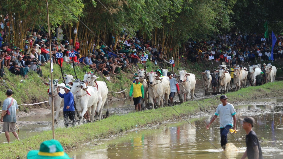 Lễ hội đua bò ở tỉnh An Giang.(Ảnh: Thạch Hồng)