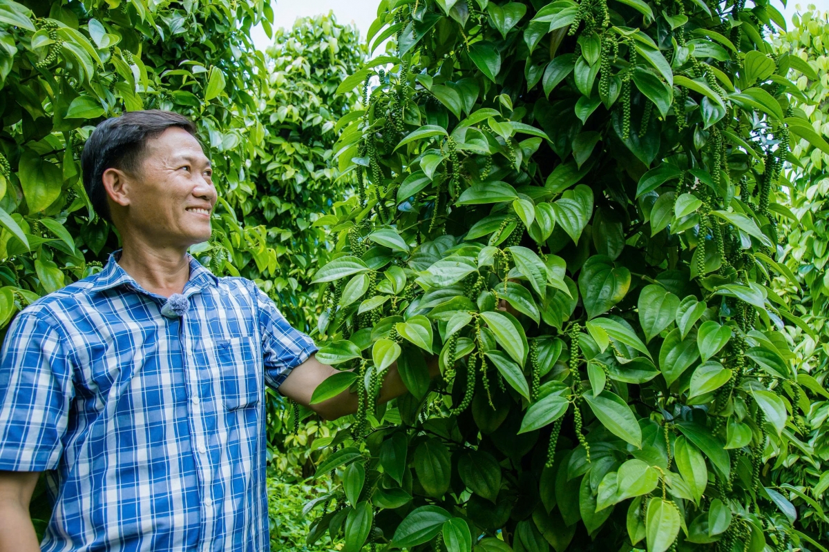 Cha đẻ giống tiêu Tùng Linh, Nông dân Việt Nam xuất sắc 40 năm Đổi mới.(Ảnh: Công Bắc)