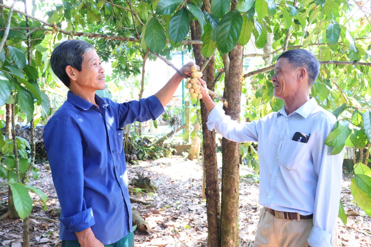 Đảng viên Lê Văn Năm ( bên phải) tận tình hướng dẫn người dân phát triển kinh tế vườn. (Ảnh: Tuyết Lê)