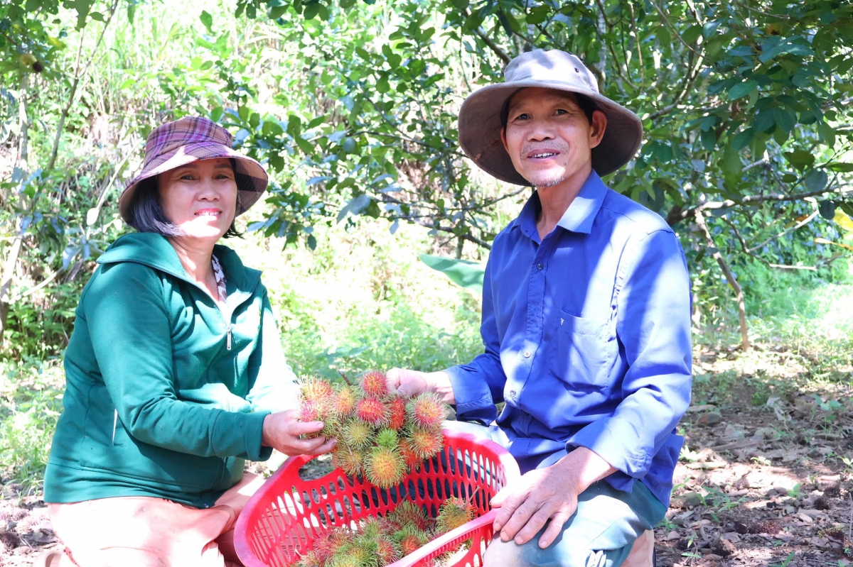 Người dân miền núi Đà Nẵng thoát nghèo nhờ Chương trình mục tiêu Quốc gia hỗ trợ đầu tư, phát triển kinh tế vườn. (Ảnh: Tuyết Lê)