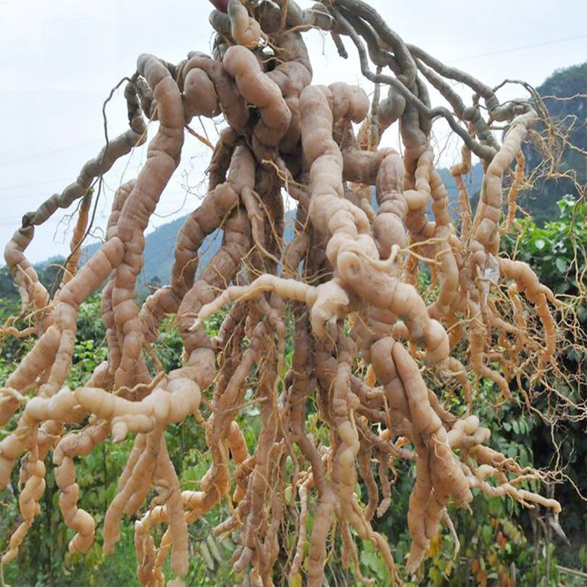Củ sâm Ba kích
 