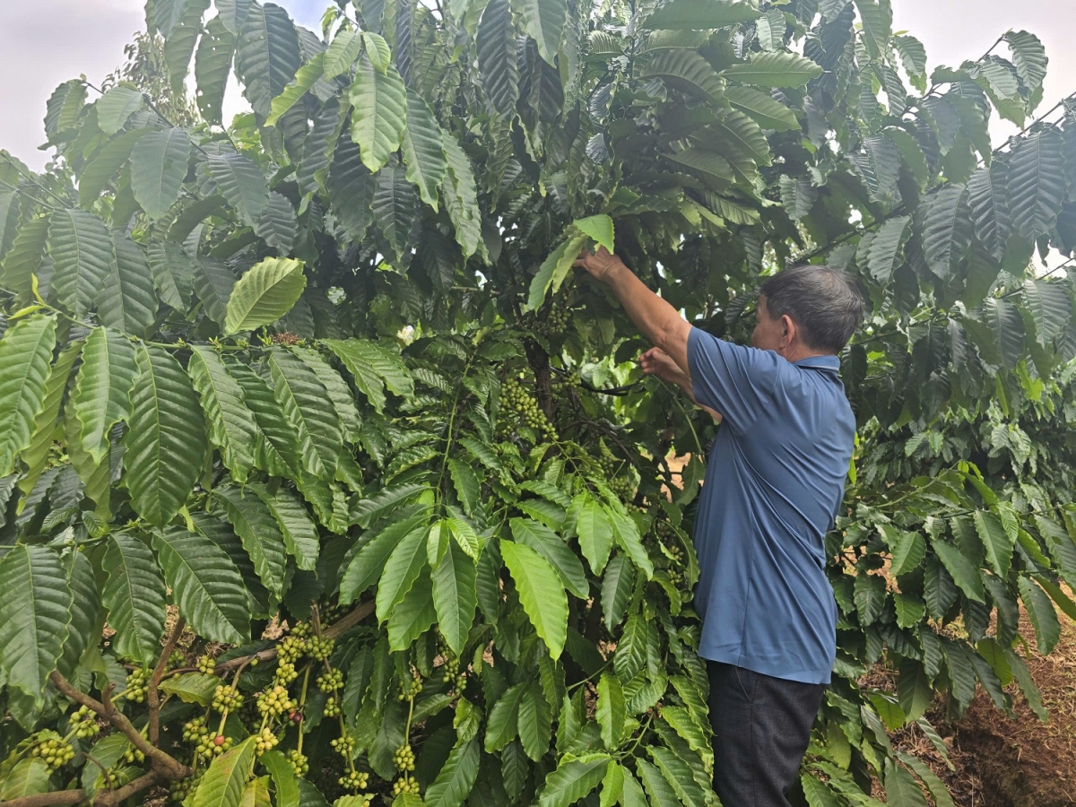 
‘Mơ ‘met jên jang mă lei cheh phe oei bluh jing kơjăp ‘lơ̆ng