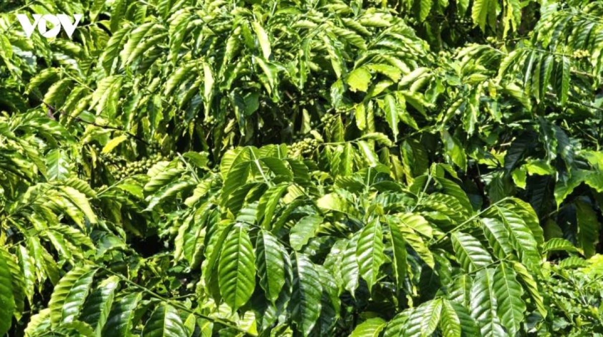 Chehphe Robusta pơtăm tơ̆ Bảo Lộc, dêh char Lâm Đồng