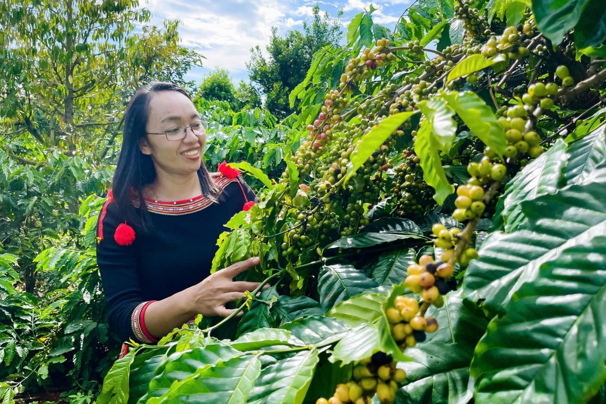 Bơh ală suơn kơphe geh uă plai tàm bơnơm, càr Dăk Lăk wèt tus tơnguh bơta kwơ gar kơphe Robusta dê