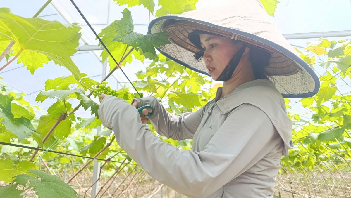 Chị Trần Thị Vân đang chăm sóc vườn nho trái vụ, cố gắng đưa thời điểm thu hoạch vào mùa hoa lau, mùa lúa chín Bình Liêu.(Ảnh: Vũ Thị Miền)
