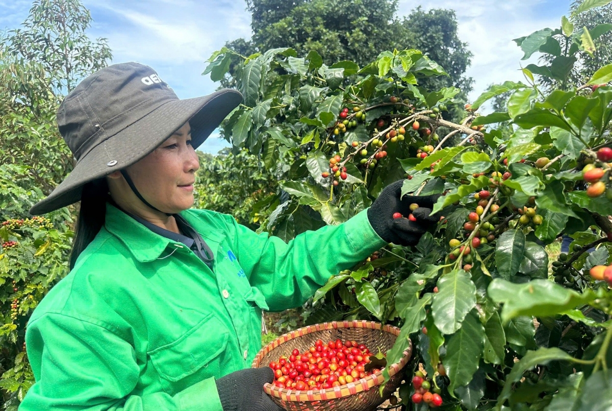 Dak Lăk glăk pơkra giong tơlơi pơhing anih pla, ngă hră pơčrâo anih pla gơmam mơ̆ng hmua tañ hloh