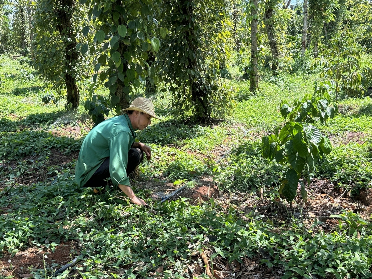 Tơnêi hơpok nếo chiâng pêt tơmeăm dâi