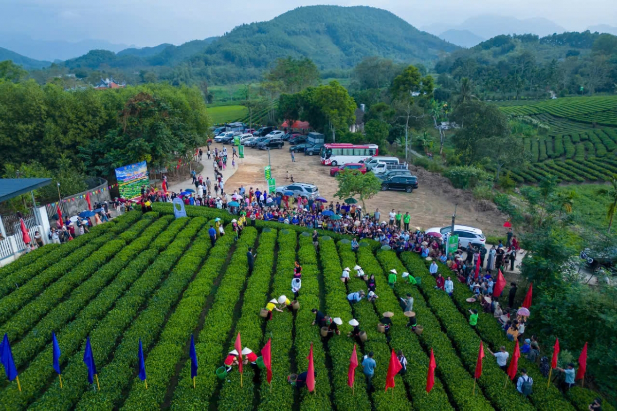 Vùng Trại Cài được đánh giá là một trong "ngũ đại danh trà" của Thái Nguyên (Ảnh: Công Luận)
