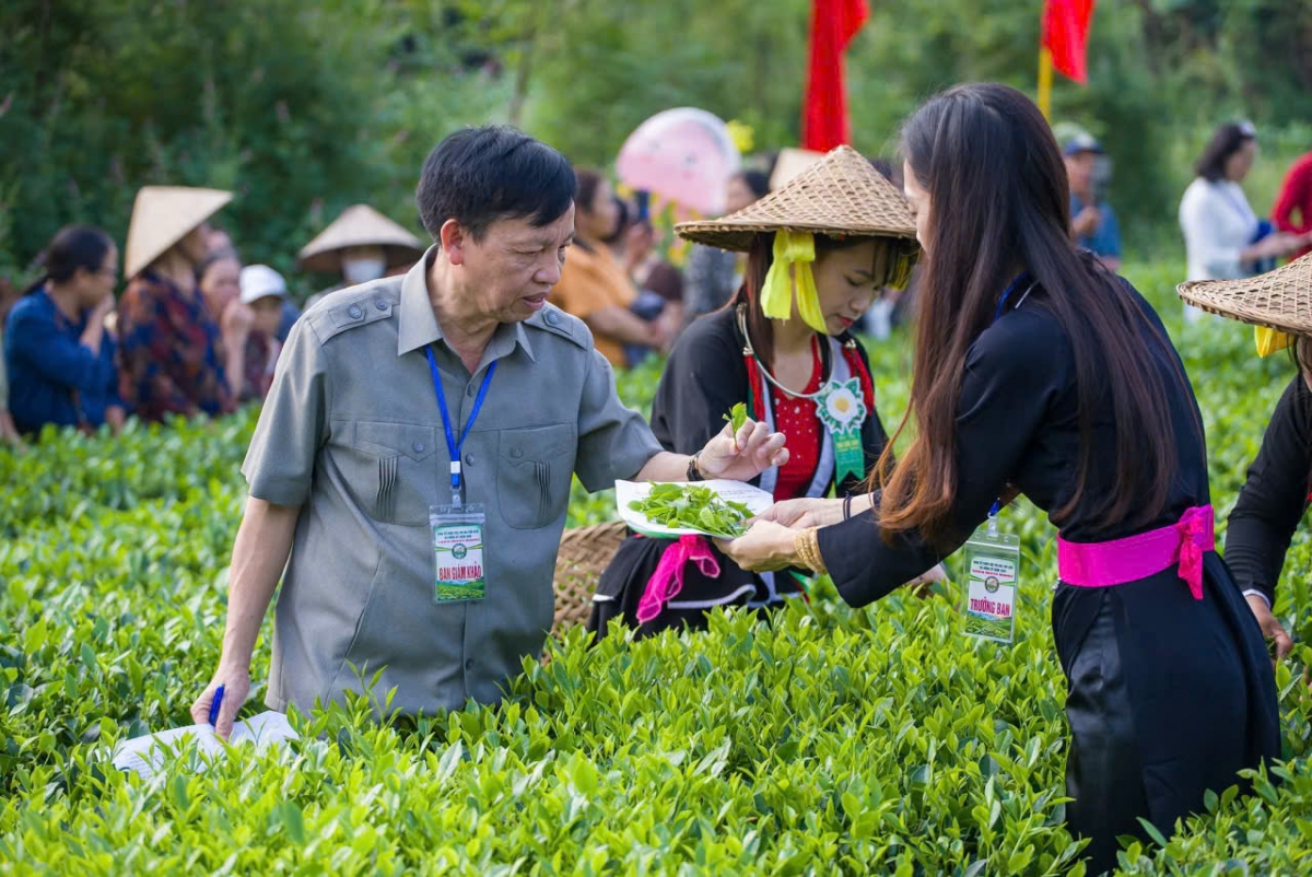 Những búp chè tươi non tạo nên hương vị đặc trưng của Trà Trại Cài (Ảnh: Công Luận)