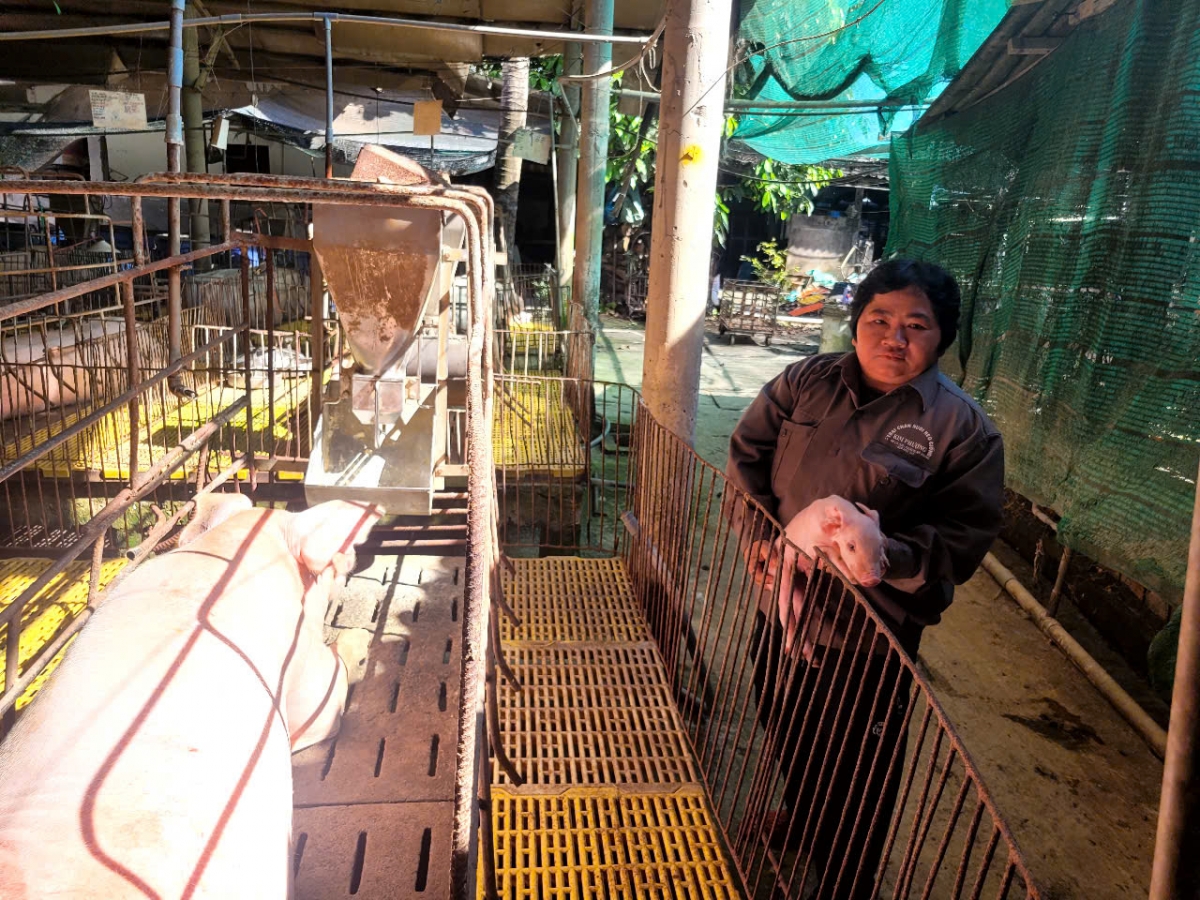 Heo con một ngày tuổi