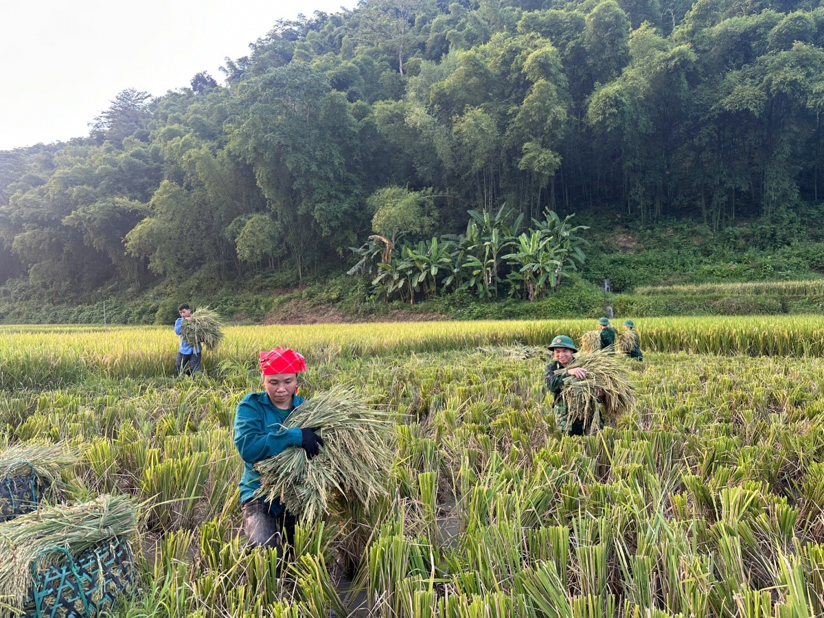 Bà con nông dân thu hoạch vụ mùa với sự trợ giúp của những người lính biên phòng - Ảnh: Minh Châu 