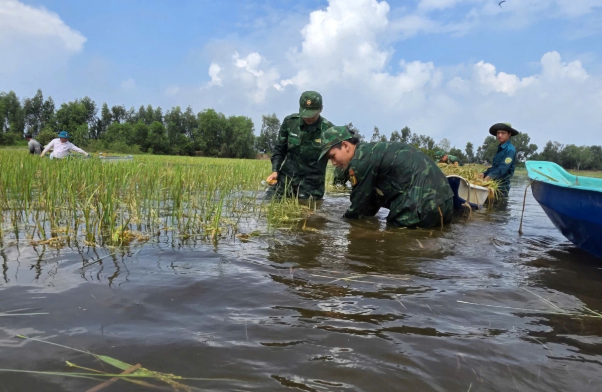 Cán bộ chiến sĩ biên phòng Tây Ninh giúp dân "cứu" lúa bị ngập - Ảnh: Kim Sáng.