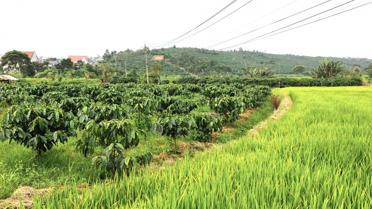 
Pơnơ̆t đak, ŭnh hơyuh đei tơmơ̆t jên jang pơjing rơvơn ăn choh jang sa tơ̆ tơring tơnap tap dêh char Lâm Đồng.