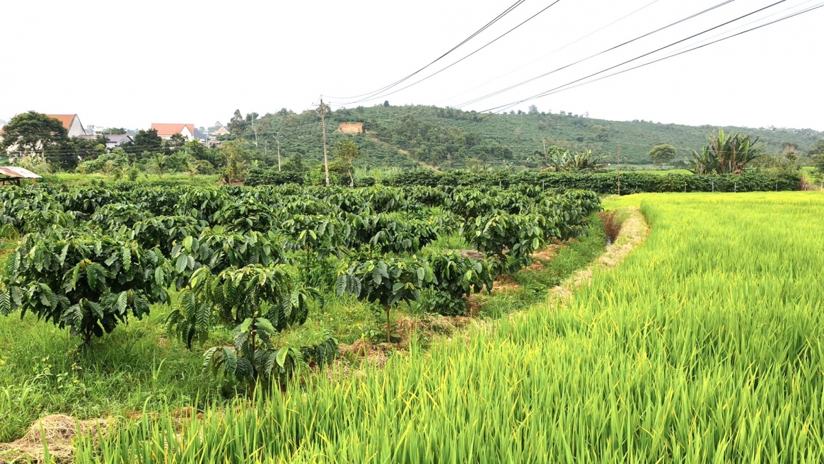 Dơnao kŏng ia, apui lơtrik hơmâo pơkra, djru brơi mơnuih ƀon sang pơ kual tơnap tap Lâm Đồng dưi ngă hmua hơđong