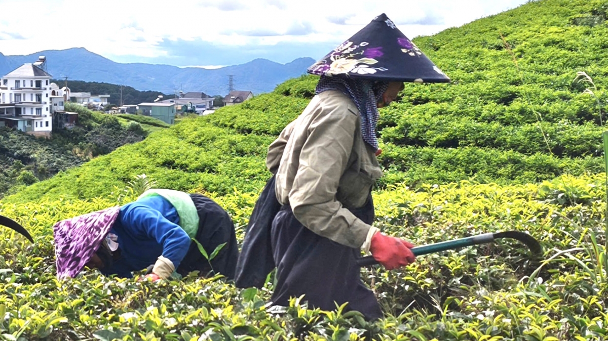 Ƀĭng ngă lŏ hma Lâm Đồng kriê dlăng ana čê.