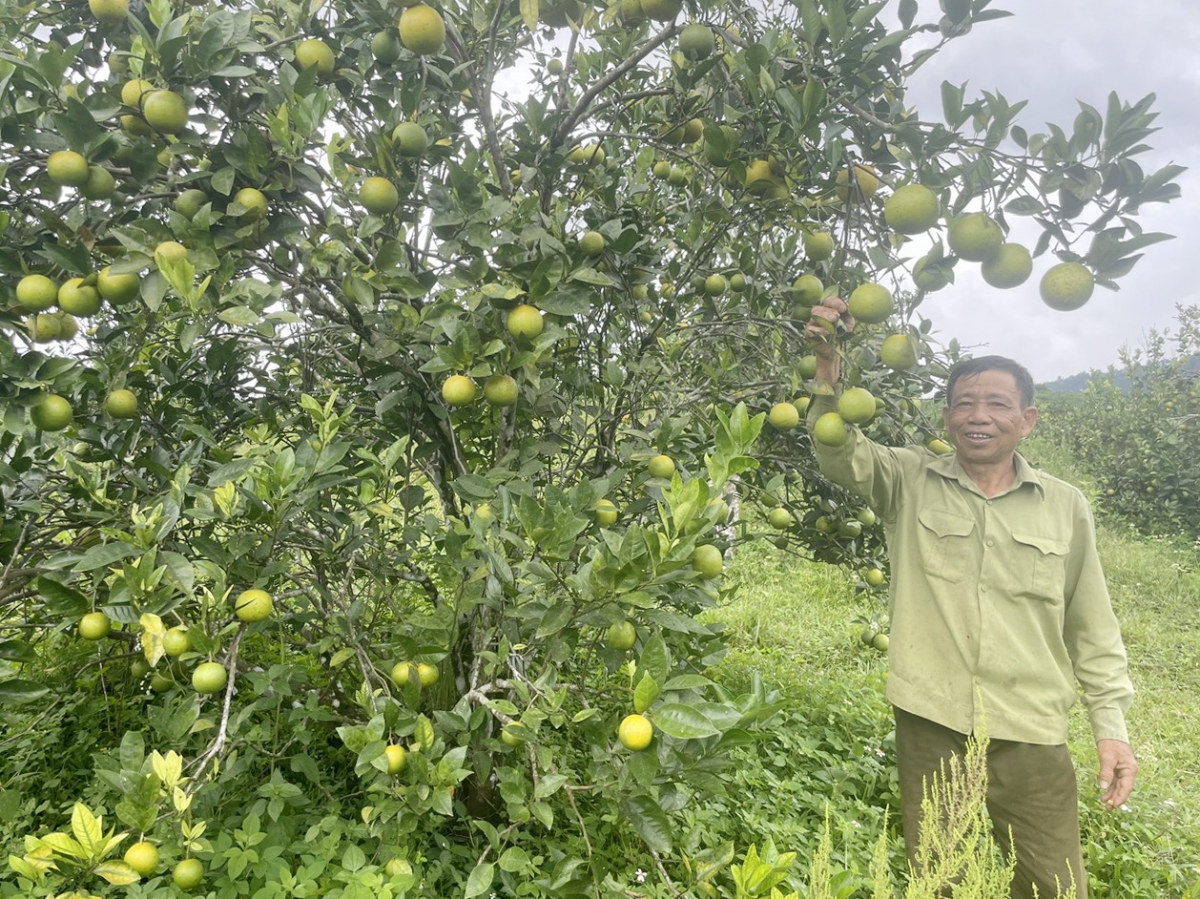Ông Ngô Văn Kim ở xã miền núi Sông Vàng đi đầu trong sản xuất kinh doanh giỏi.
Ảnh: Tuyết Lê/VOV Miền Trung