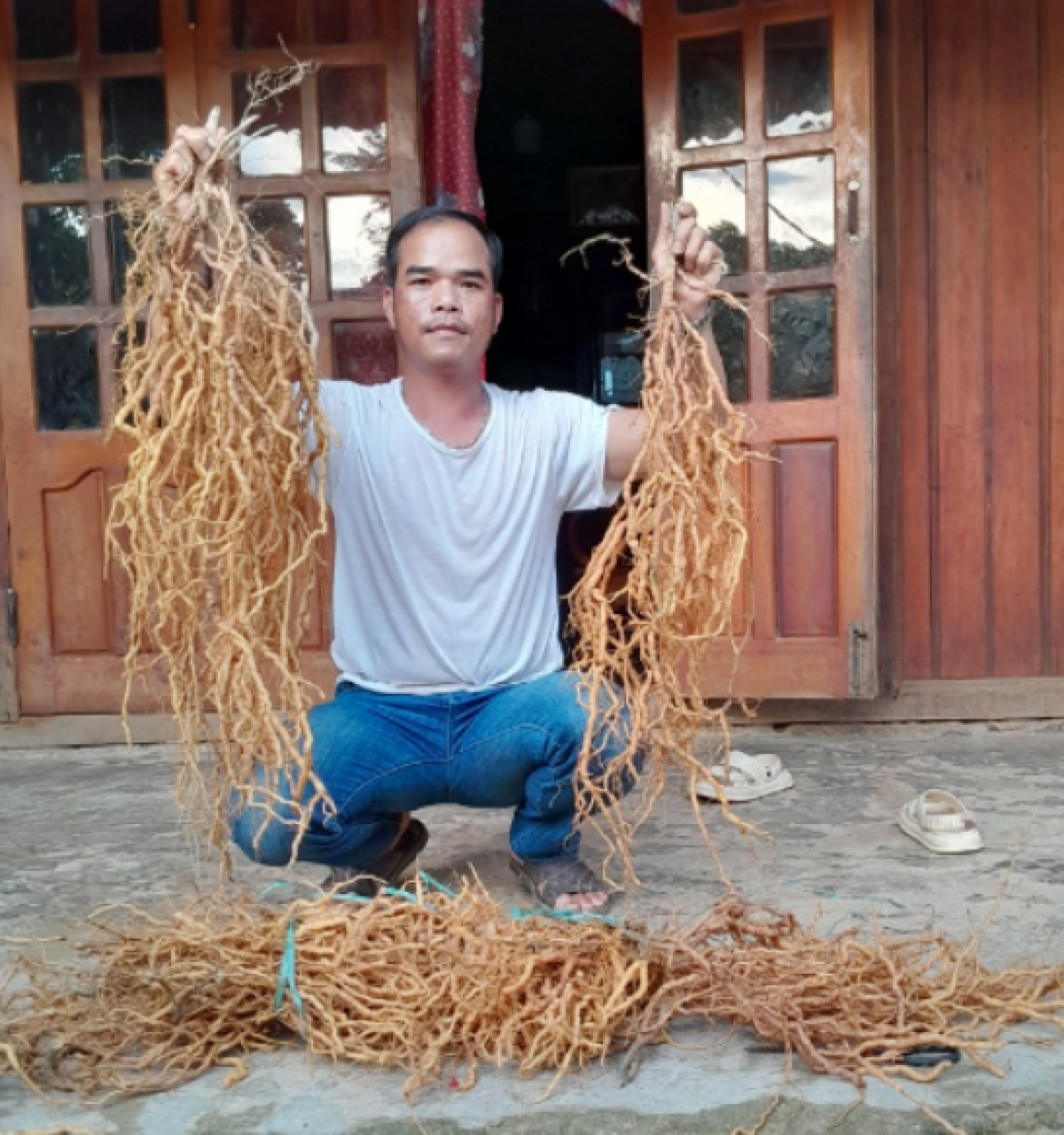 Chồng chị Ating Hếch vừa thu hoạch sâm ba kích tím theo đon hàng khách đặt 
 