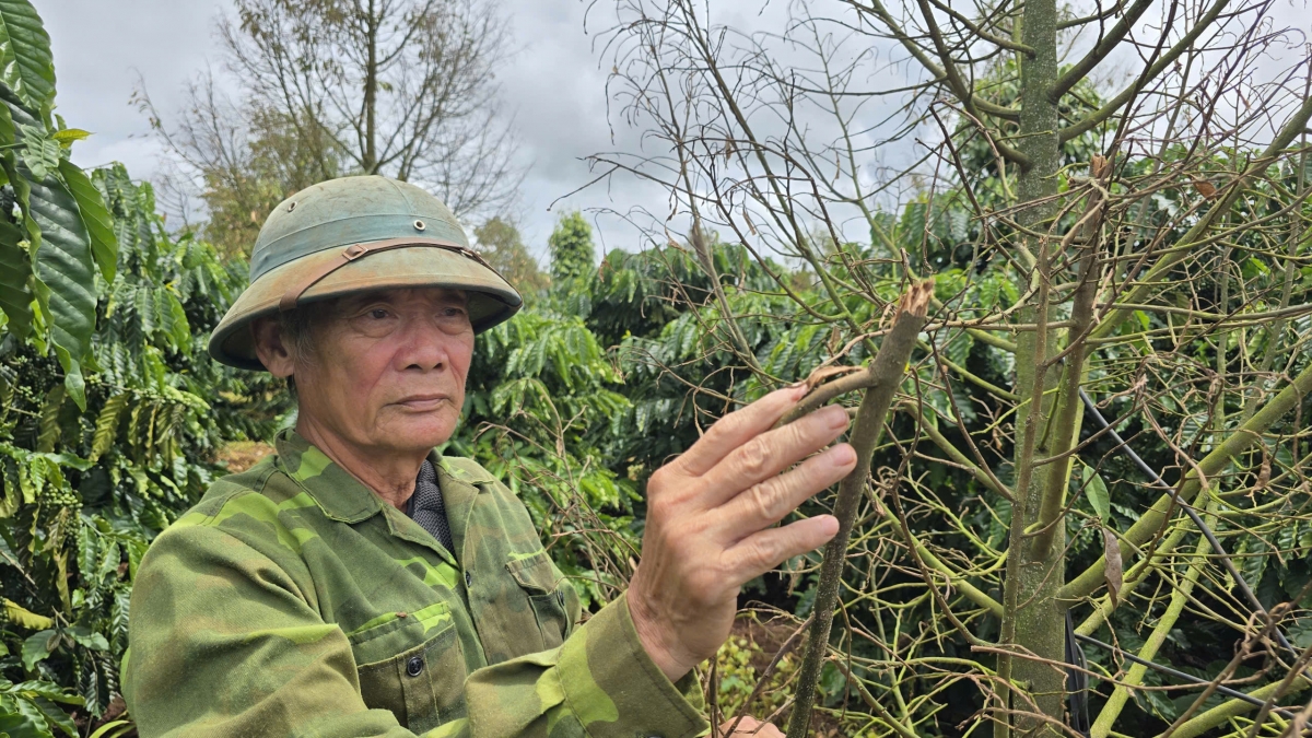 Durian djiê kyua mmao jhat ngă