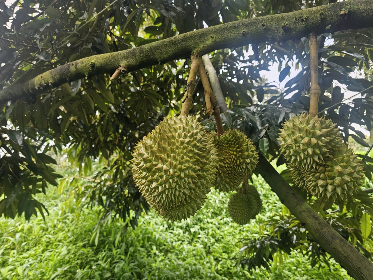 Sầu riêng hòn gơs niam tàm tiah nhàr lơgar Rờ Kơi, càr Quảng ngãi dê