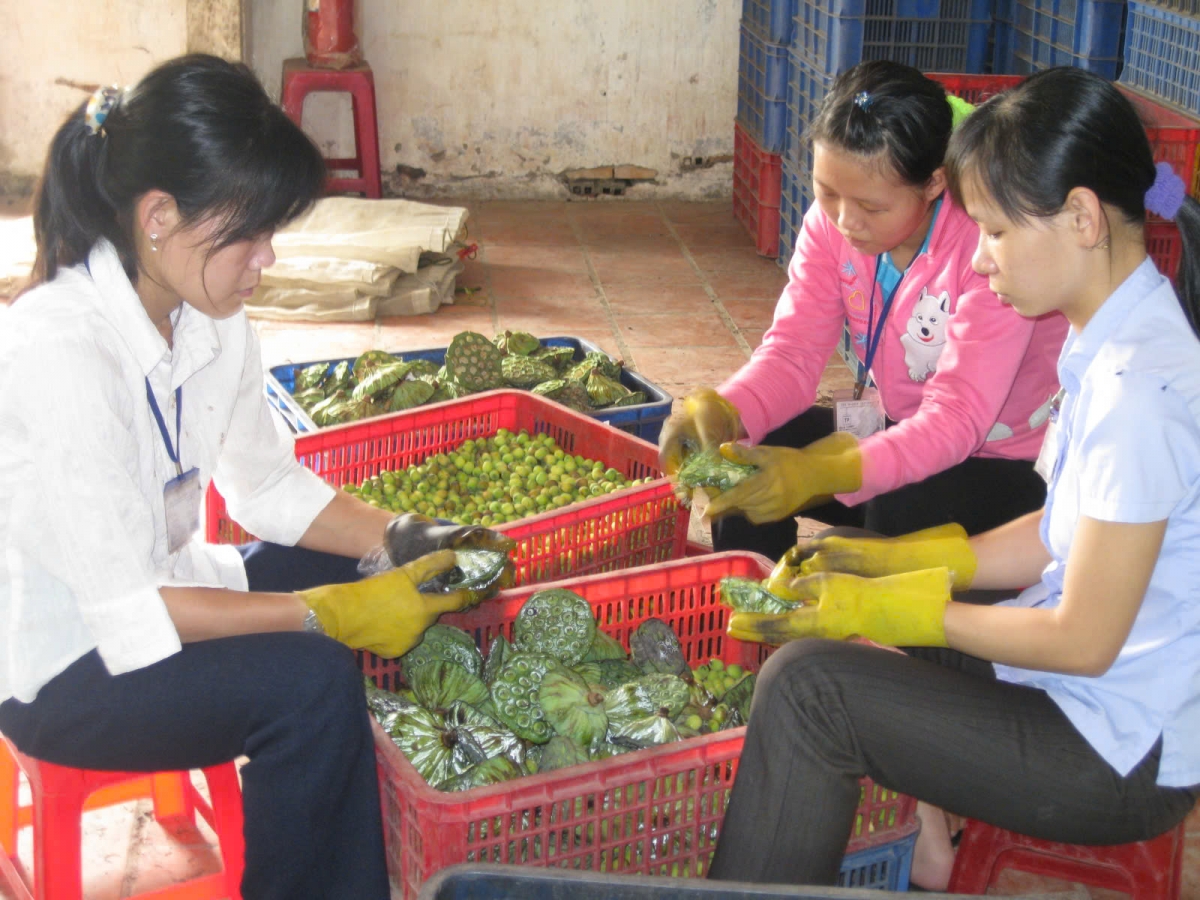 tách hạt sen tươi
