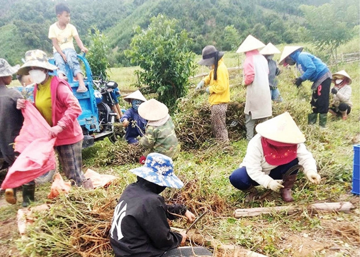 Người dân miền núi A Lưới, thành phố Huế thu hoạch sâm Bố Chính - Ảnh Báo Dân tộc và Phát triển