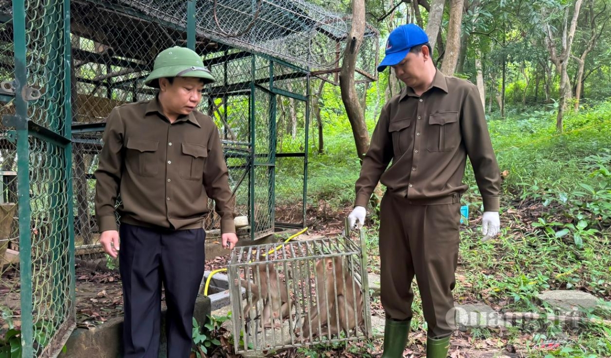 Vận chuyển các cá thể động vật hoang dã để thả về môi trường tự nhiên - Ảnh: N.H