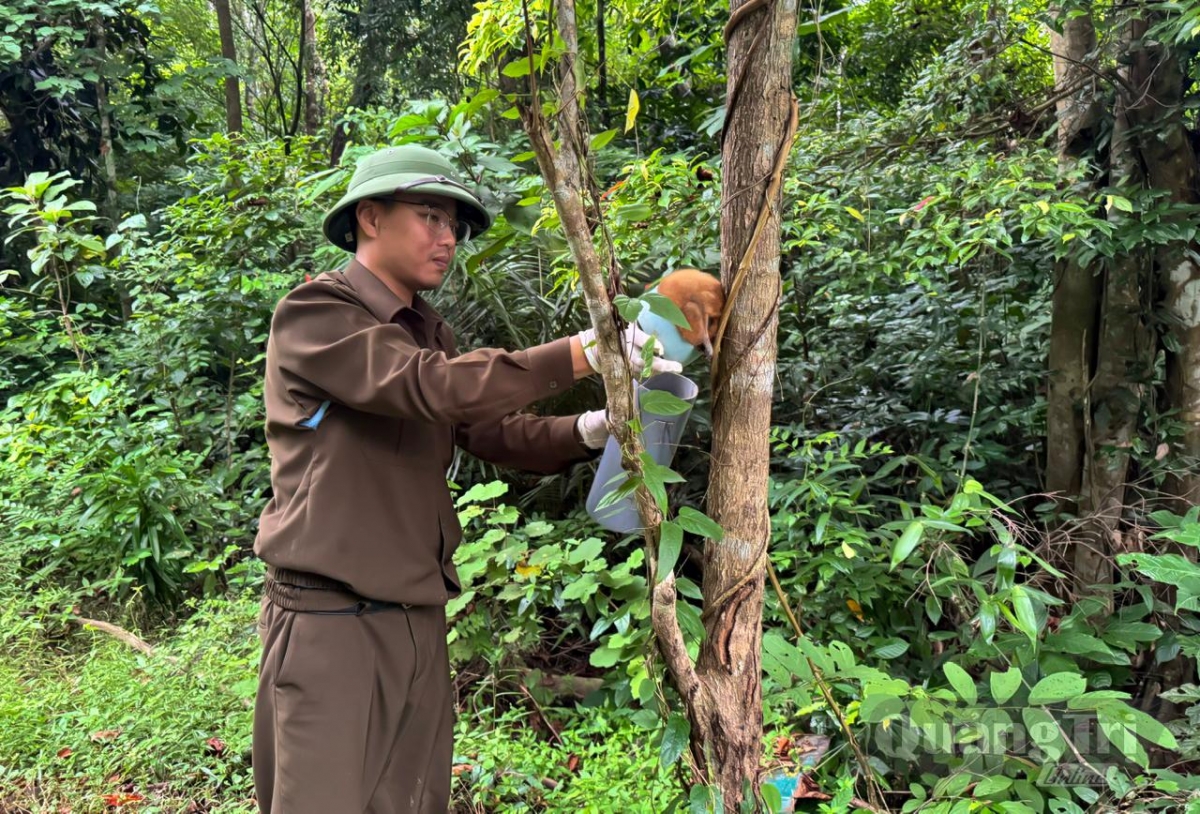 Thả động vật hoang dã trở lại môi trường tự nhiên - Ảnh: N.H